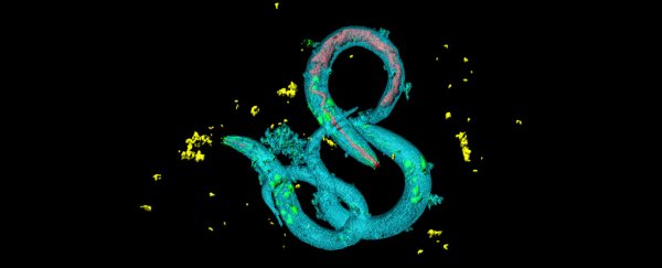 Fascinating study finds that stressed out baby worms tend to live longer