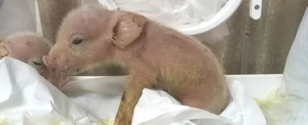 Pig-monkey chimeras have been brought to term for the first time