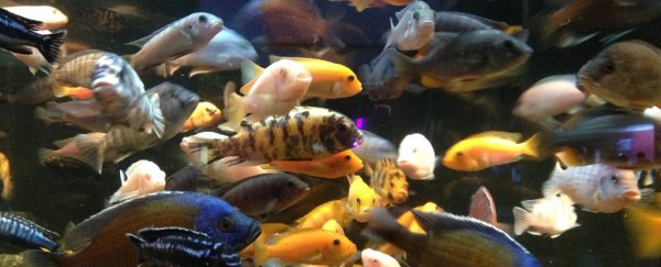 These fish can create entirely new species when they have sex