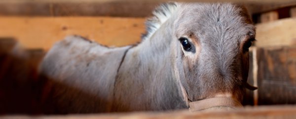 Report claims a common animal is now being 'massacred' due to Chinese medicine