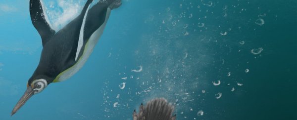 6-foot penguins used to roam the planet. This species could explain what happened