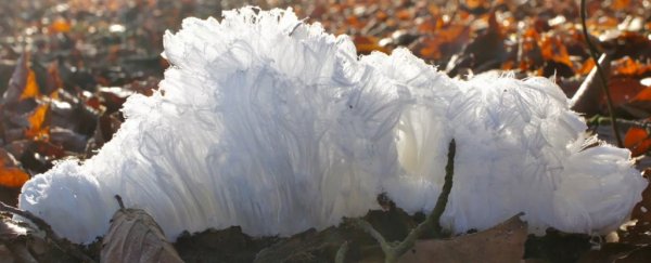 Ever heard of 'hair ice'? It's totally a thing