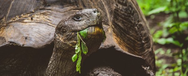 Forget elephants. Giant tortoises can learn new tricks and remember them for years