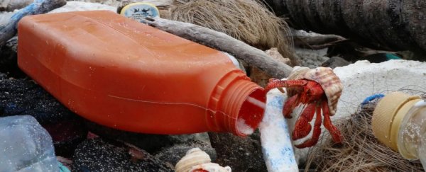 Half a million hermit crabs found dead on islands from an 'avalanche' of plastic