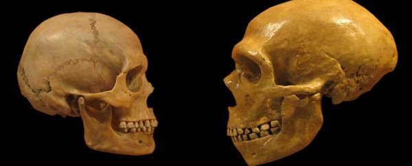 Experimental evidence shows how humans could have domesticated ourselves
