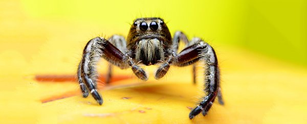 The spider scientist who hates spiders, and other strange tales