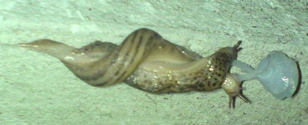We just found out about leopard slug sex and it's so weird that we're mesmerised