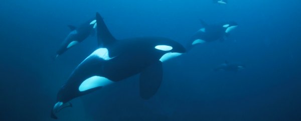 Orca grandmothers shed new light on the mysterious benefits of menopause