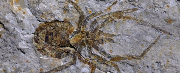 A fossil spider discovery just turned out to be a crayfish with some legs painted on