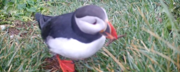 First-ever video of its kind catches a puffin using a tool - to scratch an itch