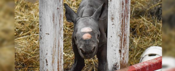 The world welcomed an incredibly rare black rhino birth on 24 December