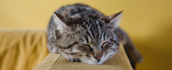 Indoor pet? Scientists share 4 tips for keeping your cat happy and healthy