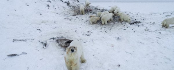 More than 50 polar bears are gathered outside a Russian village because of melting ice