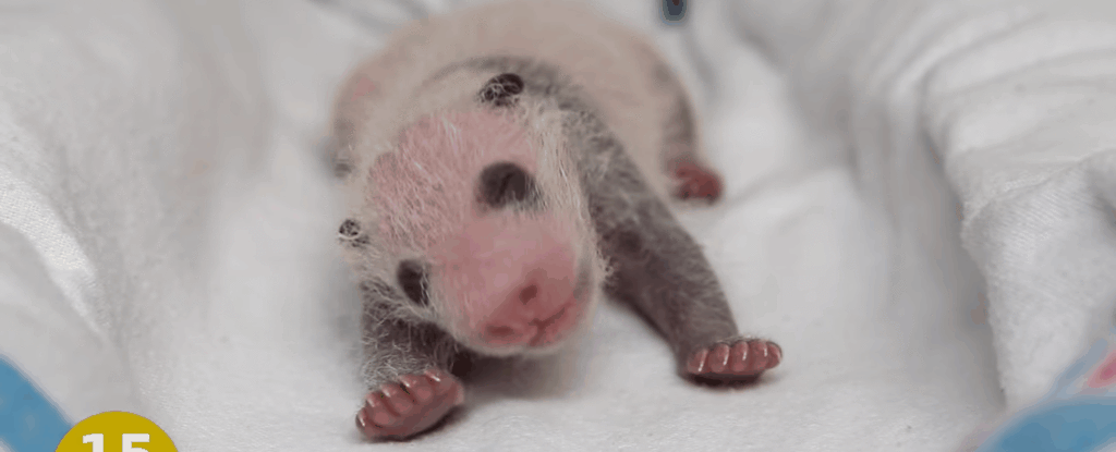 Giant Panda Cubs Are Born Shockingly Small Turns Out They Re Undercooked