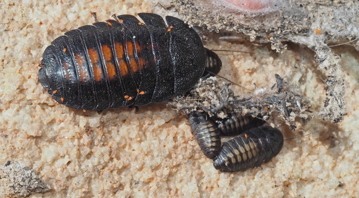 trilobite roach