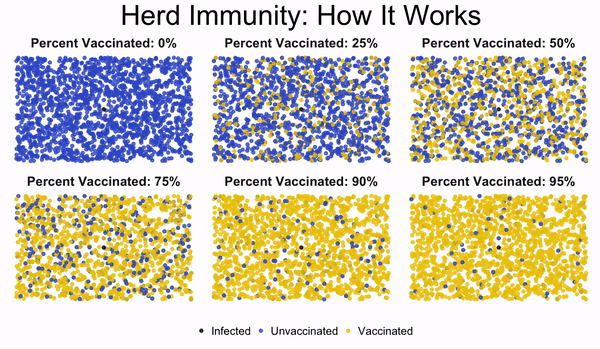 Animation showing herd immunity in practice