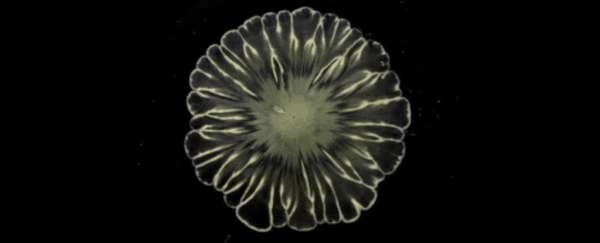 Scientists discover stunning flower-like patterns when bacteria combine