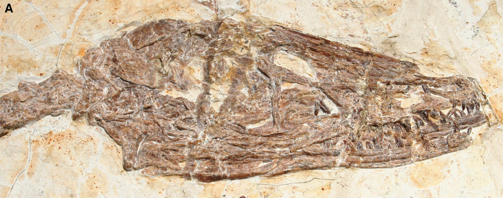 fossil head wulang