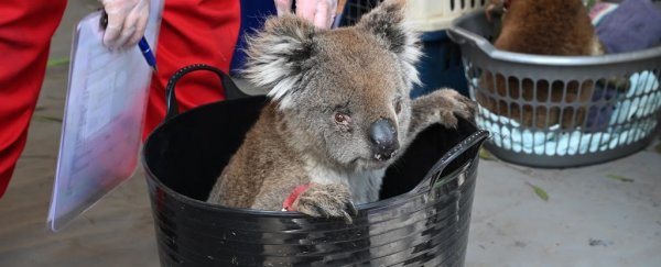 Makeshift koala hospital in Australia scrambles to save animals hurt in bushfires