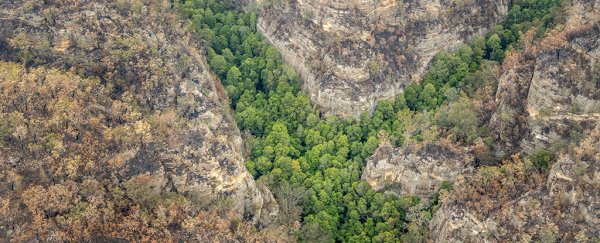 Secret mission has saved Australia's last-standing 'dinosaur trees' from bushfires