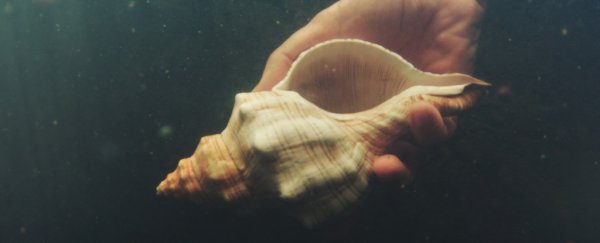 Neanderthals sourced new tools by diving into the ocean, study suggests