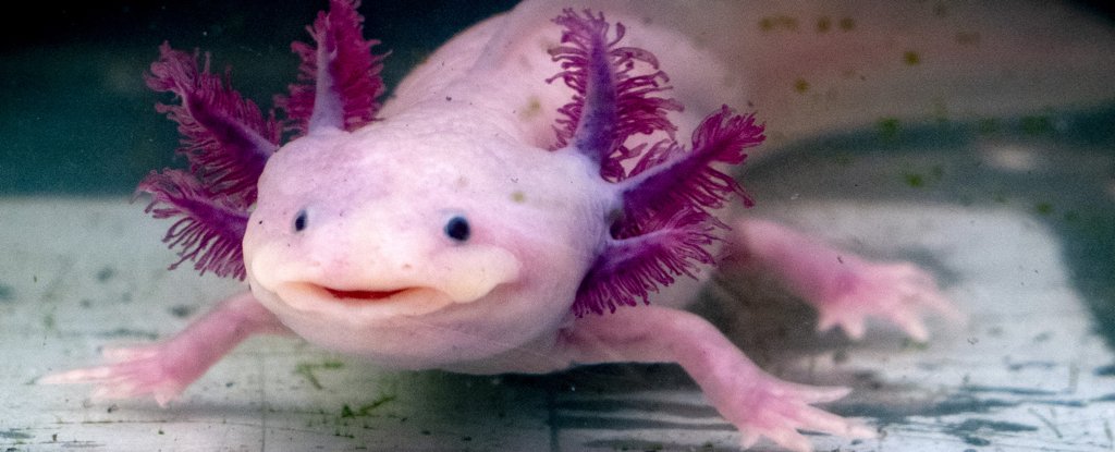 Scientists Pinpoint Axolotl Genes Involved In Their Unique Body Regeneration Scientists Pinpoint Axolotl Genes Involved In Their Unique Body Regeneration