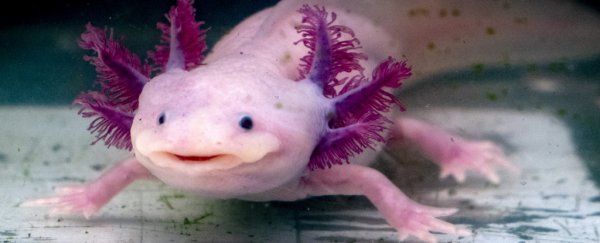 Scientists pinpoint axolotl genes involved in their unique body regeneration