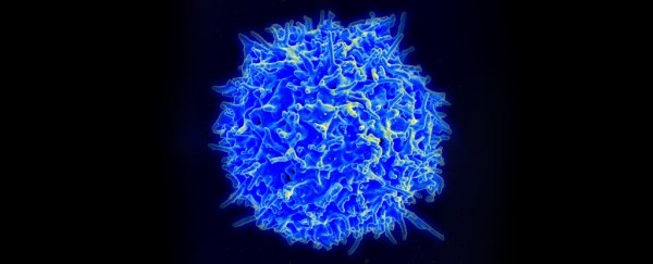 Remarkable new T-cell discovery can kill several cancer types in the lab
