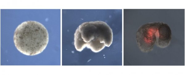 Scientists have built the first-ever robots constructed entirely out of living cells