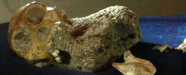 Human ancestors caused animal extinctions millions of years before we even arrived