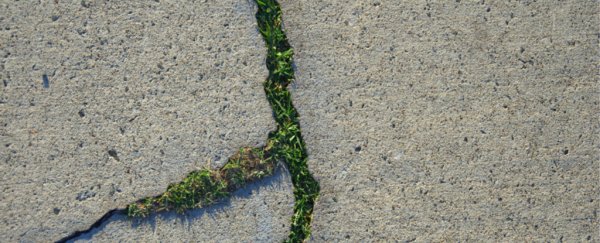 Scientists create a strange 'living concrete' that heals itself when damaged