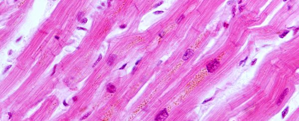 Lab-grown heart muscles have been transplanted into a human for the first time