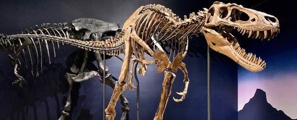 New study argues an elusive dwarf T. rex species never actually existed