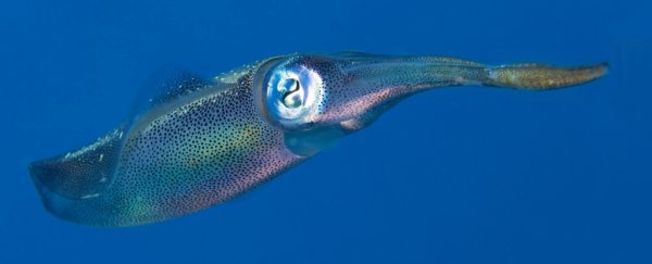 Squid brains are nearly as complex as dog brains, researchers claim