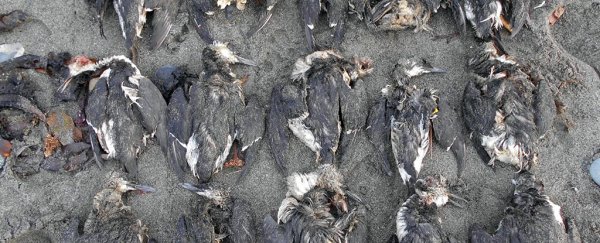 Giant ocean heatwave called 'the blob' has caused the biggest seabird die-off on record