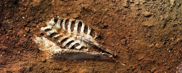 Scientists argue a 'corpse signal' will be left in the fossil record of our time