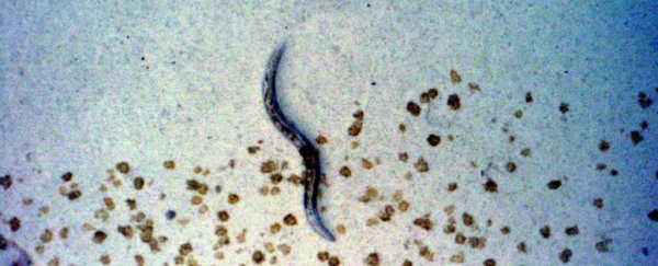 Scientists find mechanism that extends worm lifespans by 500 percent