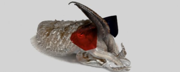 Scientists put tiny 3D glasses on cuttlefish to find out how they see