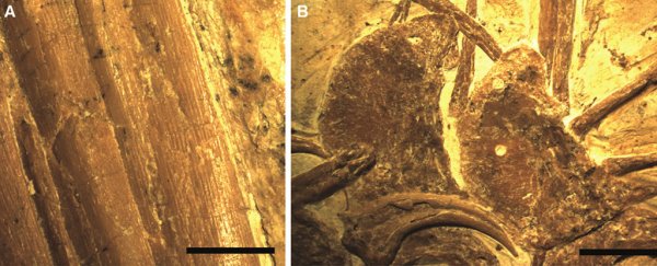 Incredible dinosaur fossil reveals how their feathers compared to modern birds