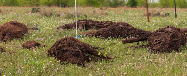 Tons of rotting pig carcasses are teaching us what happens during mass animal die-offs