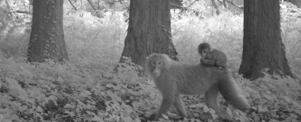 Cameras show animals thriving in Fukushima's 'uninhabitable' radioactive zone