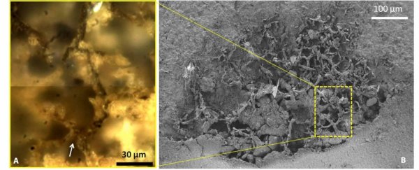 New discovery proves fungi were around way earlier than anyone expected