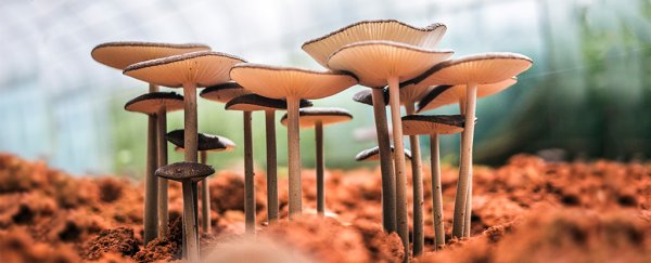 These scientists think we could all live in gigantic mushroom buildings