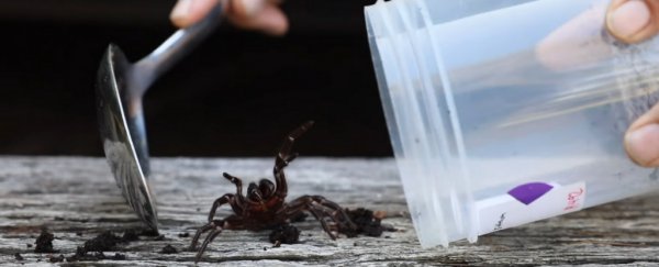Australia is about to experience a 'bonanza' of deadly spiders, experts warn