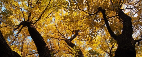 This ancient tree species is virtually immortal, and we finally understand how