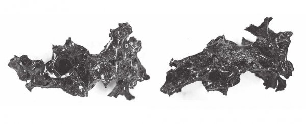A Vesuvius victim had his brain turned into glass, study claims