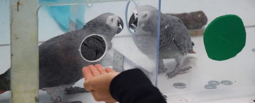treats for african greys