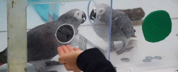 These parrots show kindness to each other without any benefit to themselves