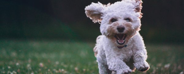 Researchers share controversial argument on why we shouldn't always desex our dogs