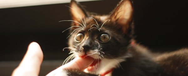 Hungry Cats Are Known to Sometimes Eat Human Bodies. A Grisly Experiment Reveals How